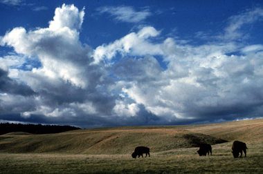 Bison roaming on mixed grass prairie - a type of <a
  href="/earth/grassland_eco.html">grassland</a>
  - at Wind Cave National Park (U.S.). Over one quarter of the Earth's surface
  is covered by grasslands. Grasslands are found on every continent except <a
  href="/earth/polar/polar_south.html">Antarctica</a>,
  and they make up most of Africa and Asia. Grasslands develop where there
  isn't enough rain for <a
  href="/earth/forest_eco.html">forests</a>
  but there is too much rain for <a
  href="/earth/desert_eco.html">deserts</a>.
  Grasslands are filled with - you guessed it - grass.<p><small><em>        National Park Service</em></small></p>