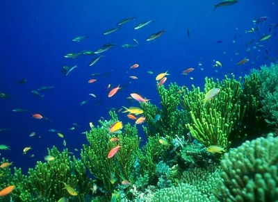 The <a
  href="/earth/Water/ocean.html">oceans</a>
  are full of <a
  href="/earth/Life/life1.html">life</a>.
  Anthias are small, peaceful reef fish, and are a significant fraction of the
  colorful fishes seen in <a
  href="/earth/climate/coral_change.html">coral
  reef</a> areas. They occur in all tropical <a
  href="/earth/Water/ocean.html">oceans</a>
  and seas of the world, and feed mainly on <a
  href="/earth/Life/plankton.html">zooplankton</a>.<p><small><em>Image courtesy of Corel Photography</em></small></p>