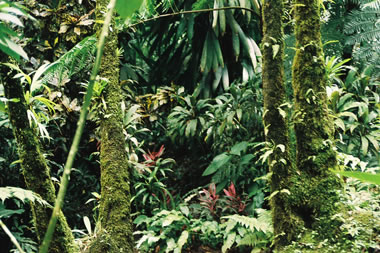 Rainforest vegetation on the Caribbean island of Dominica. <a href="/earth/rainforest.html&edu=elem">Tropical
  rainforests</a> are home to thousands of species of animals, plants, fungi and
  microbes. Scientists suspect that there are many species living in
  rainforests have not yet been found or described. Rainforests get their name
  because they receive a lot of rain - an average of 80 inches (203 cm) a year!<p><small><em>     NBII Digital Image Library - Randolph Femmer, photographer</em></small></p>