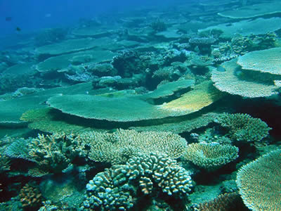 Coral animals build reefs in warm, tropical seawater. However, <a href="/earth/changing_planet/ocean_temperatures_intro.html&dev=">seawater can be too warm</a> for their liking.  If waters get too warm, coral animals lose the algae that live within their little bodies, a process called coral bleaching. Without the algae, corals have less nutrition. Unless cooler temperatures return, allowing algae to
 return, the coral dies.<p><small><em>Credit: UNC</em></small></p>