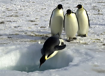 A group of
  Emperor penguins wait their turn to dive into the ocean near <a
  href="/people/postcards/jean_pennycook_11_29_0.html&edu=high">Ross
  Island, Antarctica</a>
  on November 3, 2004.
Emperor penguins routinely dive to 500 meters in
  search of food. Scientists are interested in understanding how they can
  endure the stress of these dives in such an <a
  href="/earth/extreme_environments.html&edu=high">extreme
  environment</a>.<p><small><em> Image courtesy of Emily Stone,   National Science Foundation</em></small></p>