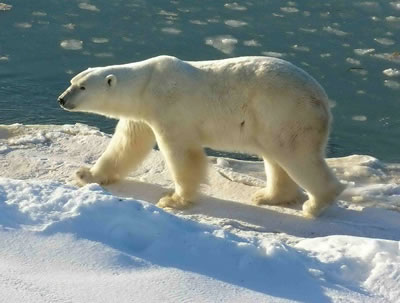 Roaming across Arctic <a
  href="/earth/polar/sea_ice.html&dev=">sea ice</a>, <a
  href="/earth/polar/polar_bears_jan07.html&dev=">polar
  bears</a> peer through cracks in the ice to look for ringed seals, their
  favorite food, in the water below. Almost all of a polar bear's food comes
  from the sea. The <a
  href="/earth/polar/sea_ice.html&dev=">floating sea
  ice</a> is a perfect vantage point for the bears as they hunt for food.
  Unfortunately, the amount of sea ice floating in the <a
  href="/earth/polar/polar_north.html&dev=">Arctic
  region</a> is shrinking each year, and getting farther apart.<p><small><em>Image courtesy of Ansgar Walk.  Creative Commons Attribution-Share Alike 2.5 Generic license.</em></small></p>