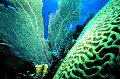 Ann Budd of the University of Iowa and John Pandolfi of the University of
Queensland, Australia, two scientists who have been studying corals reefs,
say that it's important to not only protect endangered
<a href="/earth/climate/coral_change.html&edu=elem">corals</a> in
areas that have the largest variety of species, but also the corals in
the edges of the reefs.  Find our more about their research
<a href="/headline_universe/olpa/CoralReef_17June10.html&edu=elem">here</a>.<p><small><em> Image courtesy of NOAA</em></small></p>