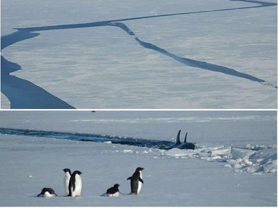 Oh no!  It doesn't look good for these Adelie penguins in the Antarctic.  Sea ice covers the top of the ocean next to the Antarctic continent and the Ross Sea. Large cracks open up in the expanse of ice as the ice melts which allows whales to get into parts of the Ross Sea that have not been disturbed or fished for months.  Find out more about this <a href="/people/postcards/penguin_post.html&dev=">penguin research campaign</a> in December 2006 - January 2007.<p><small><em>Image courtesy of <a href="/bio/jean_pennycook.html&dev=">Jean Pennycook</a></em></small></p>